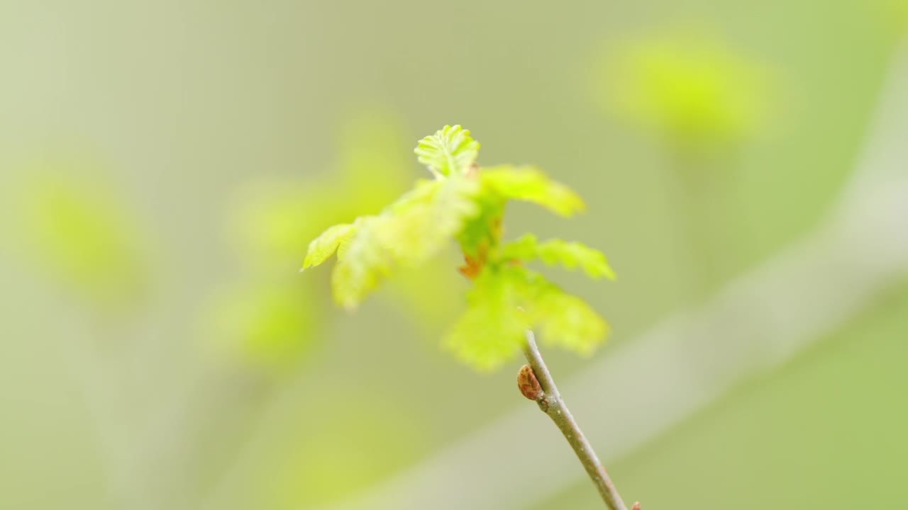 普通橡树或栎树的新鲜绿叶。春天的背景。关闭了。视频素材