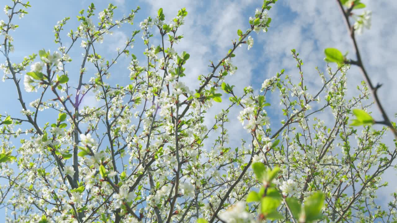 春天美丽的樱花。樱花的白色花朵。缓慢的运动。视频素材