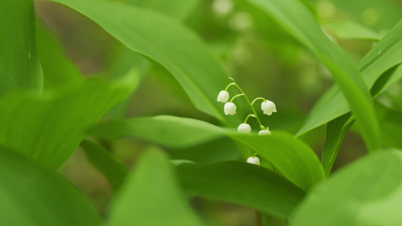 林间的百合花生长在春天的树林中。铃兰属马贾利。缓慢的运动。视频素材