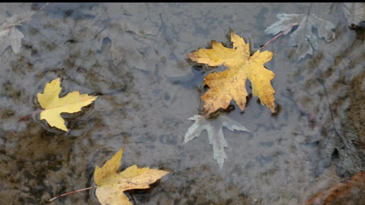 秋叶漂浮在荡漾的水中。视频素材