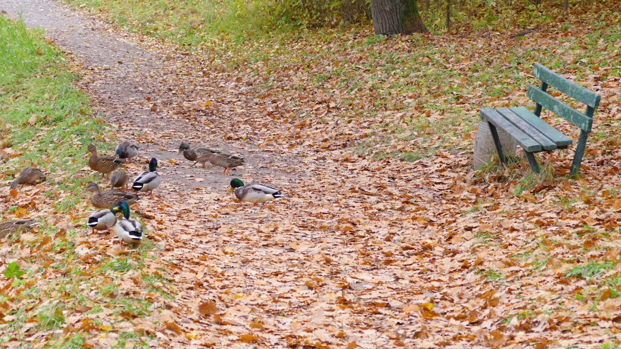秋天公园里的一条孤独的长凳视频素材