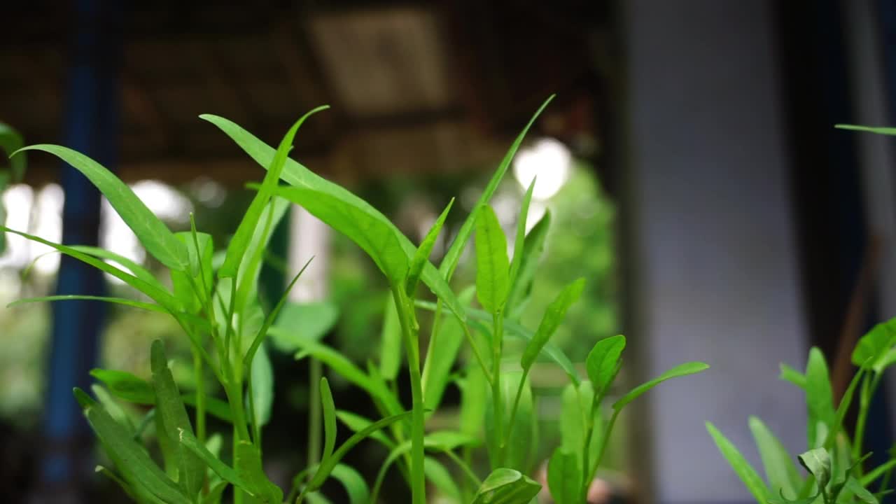 储存刚刚发芽的植物和花朵的片段视频素材