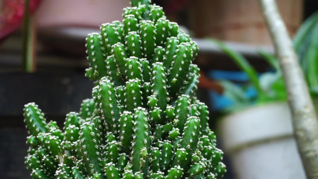 印度尼西亚植物的股票镜头被近距离拍摄视频素材