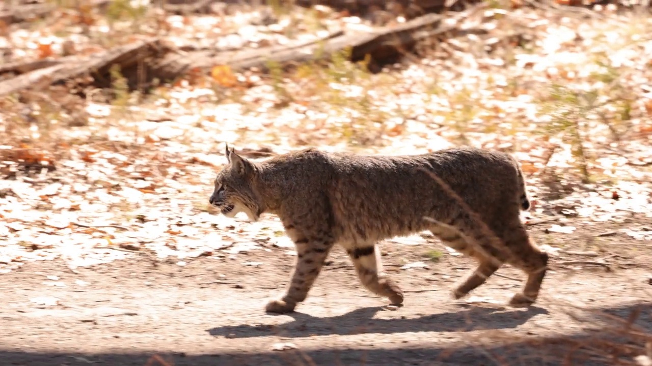 约塞米蒂山谷的山猫视频素材