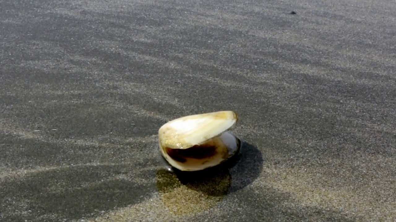 在新西兰奥肯斯湾的沙滩上有平静的海浪的蛤蜊(双壳纲)视频素材