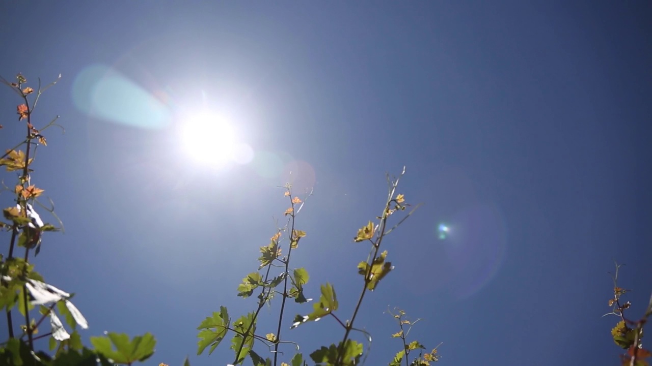 田野的树叶和近景。视频素材