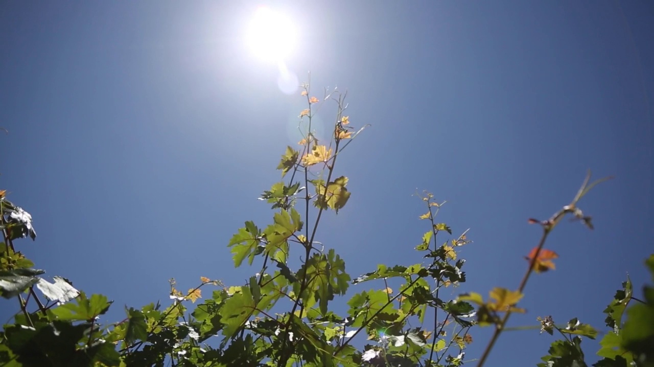 田野的树叶和近景。视频素材