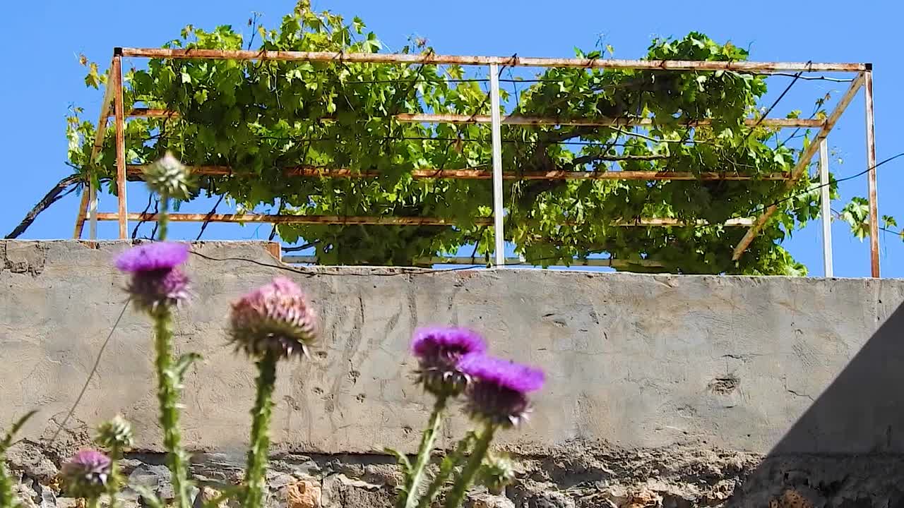 植物和花。视频素材