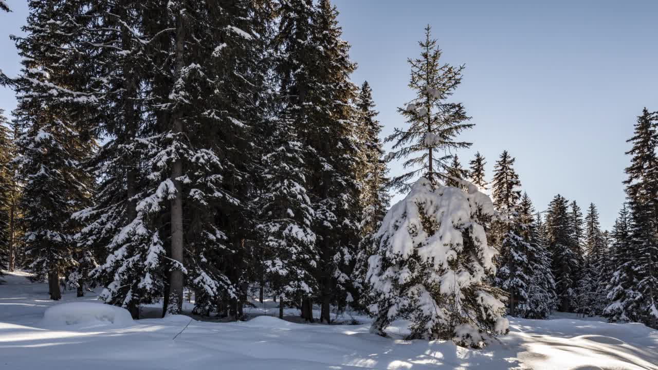 日落时，在被雪覆盖的杉树上的时间间隔视频素材