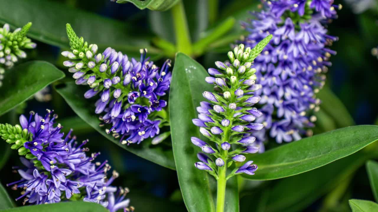 时间流逝中紫花的生长和移动。完美的植物背景。Hebe Donna非常浓密的植物，花尖依次开花。常绿植物灌木维罗妮卡视频素材