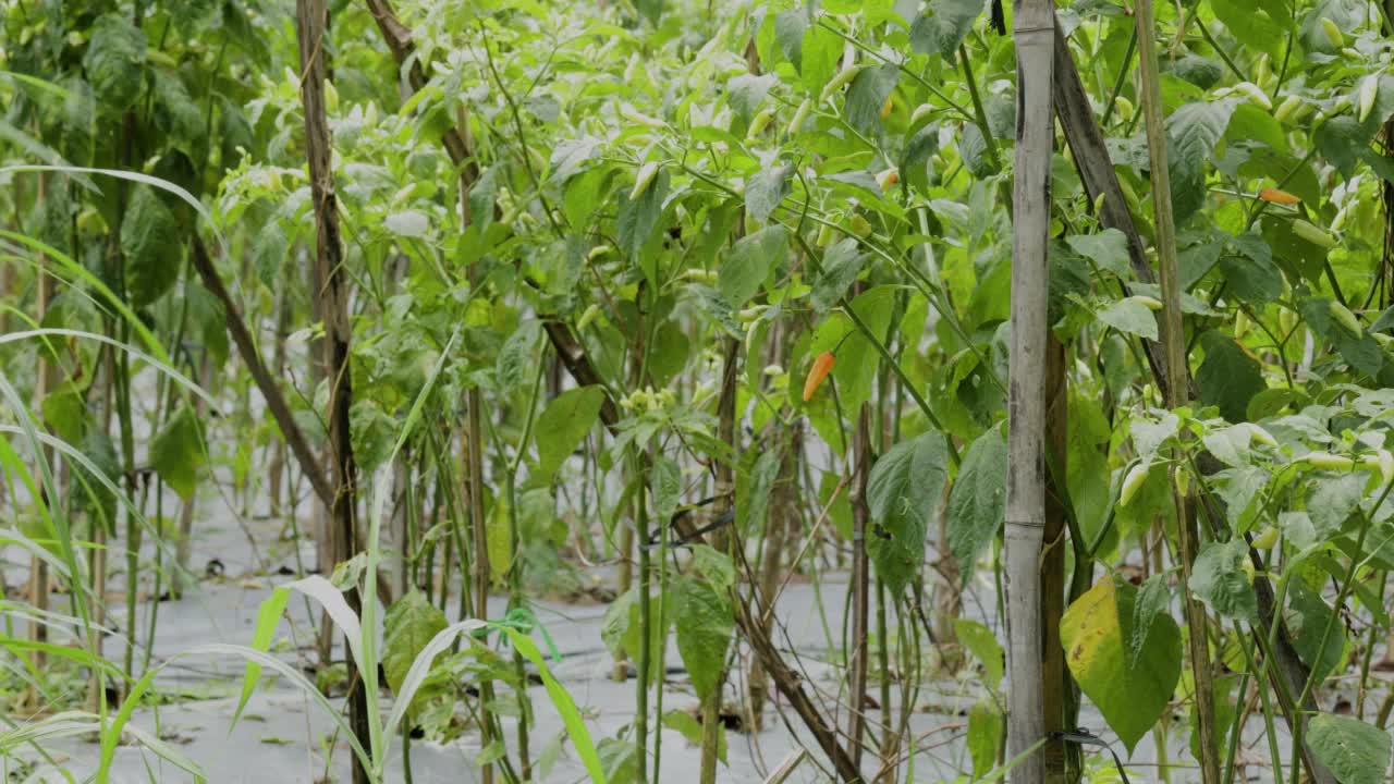 成熟并结果的辣椒植株以半传统的方式种植在田地里视频素材