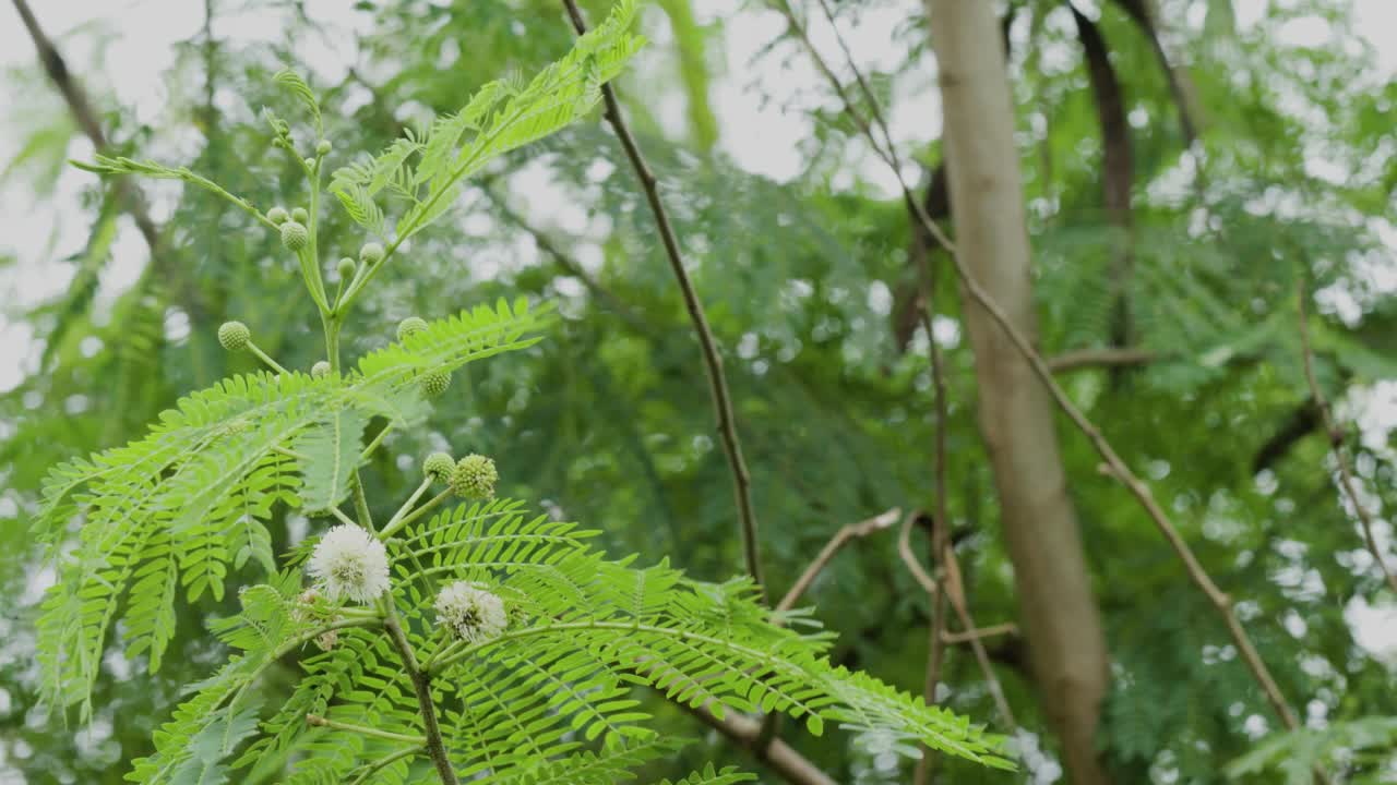 一棵罗望子河的树枝在风中摇曳视频素材