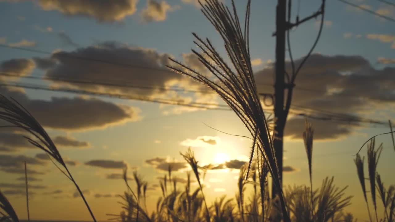 韩国济州岛海上的日落和摇曳的芦苇视频素材