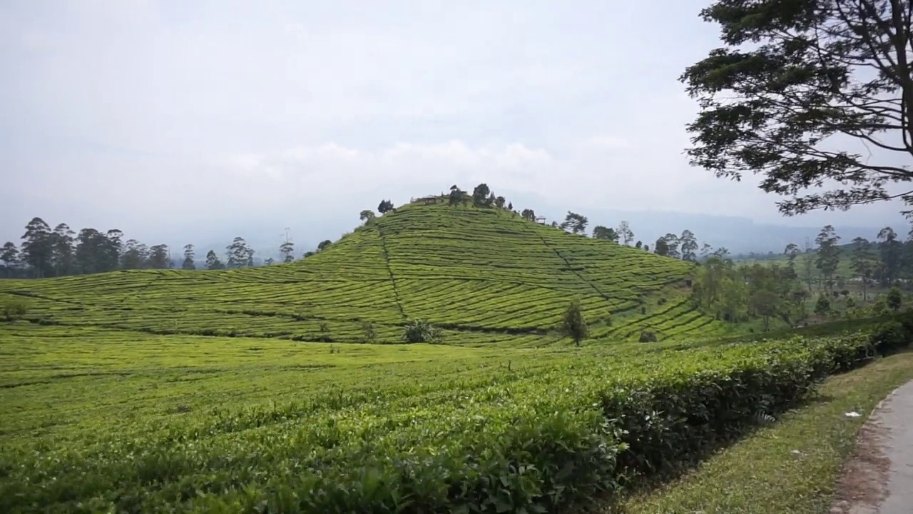 绿油油的茶园下一片浑浊的蓝色视频素材