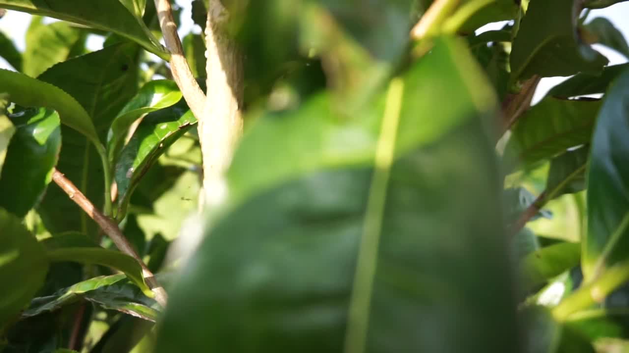 绿油油的茶园下一片浑浊的蓝色视频素材