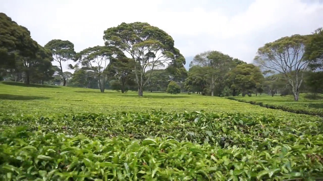 绿油油的茶园下一片浑浊的蓝色视频素材