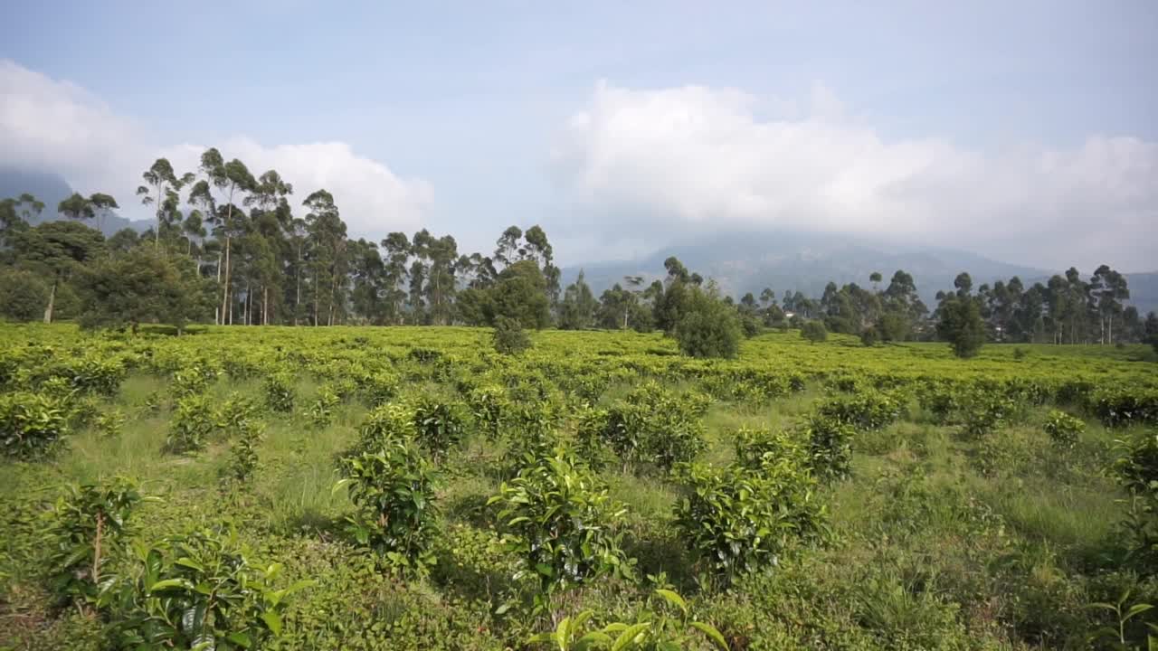 绿油油的茶园下一片浑浊的蓝色视频素材