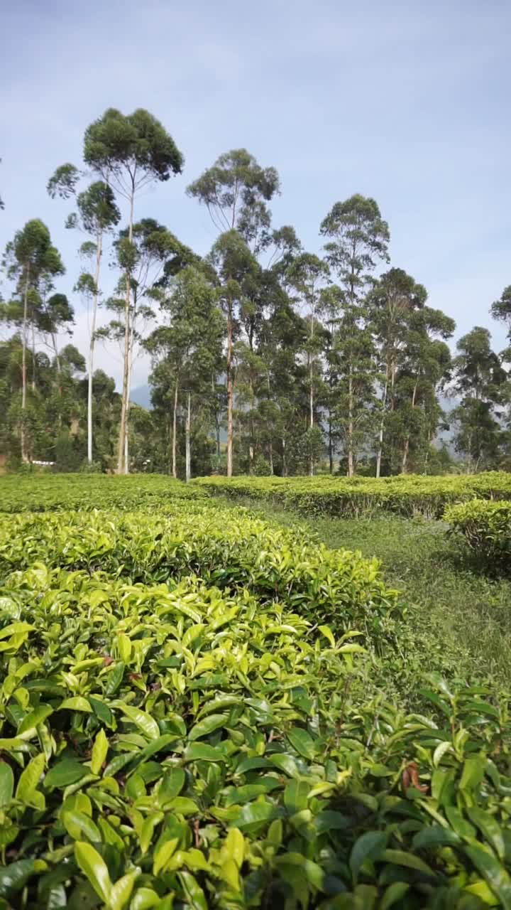 自然的全景，高高的绿树和郁郁葱葱的绿茶种植园下的云蓝视频素材