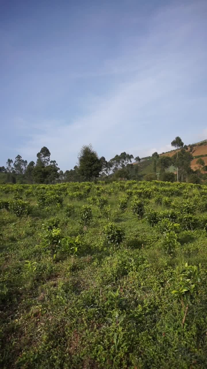 自然的全景，高高的绿树和郁郁葱葱的绿茶种植园下的云蓝视频素材