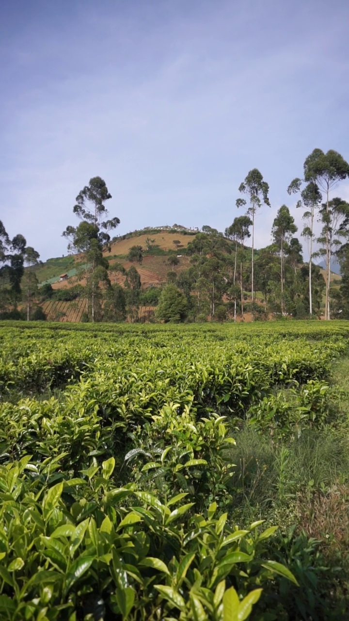 自然的全景，高高的绿树和郁郁葱葱的绿茶种植园下的云蓝视频素材