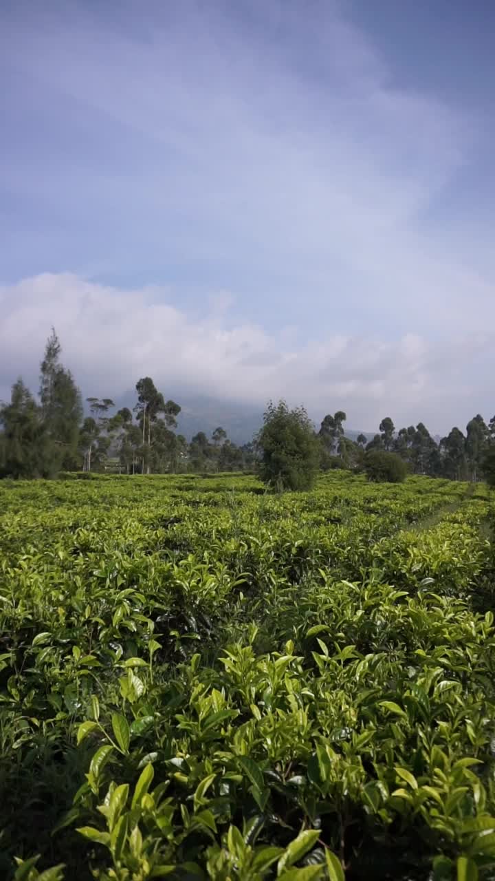 自然的全景，高高的绿树和郁郁葱葱的绿茶种植园下的云蓝视频素材