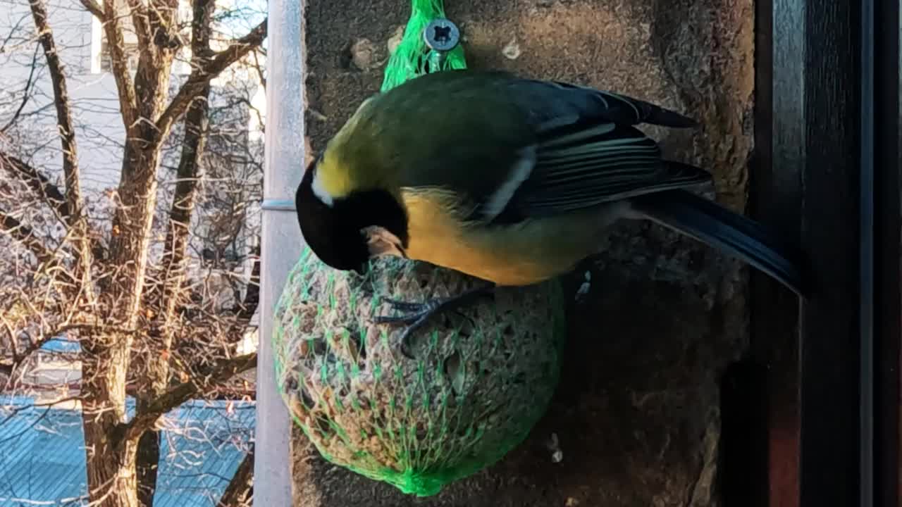 大山雀以肥球为食。Songbird密切起来。一只大山雀坐在窗户上，转头飞走了视频素材