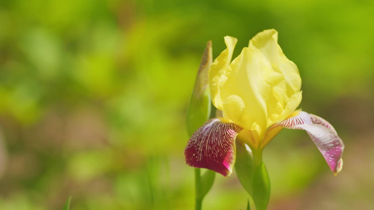 金黄色的蝴蝶花盛开。盛开期间的鸢尾花瓣在绿色模糊的背景。关闭了。视频素材