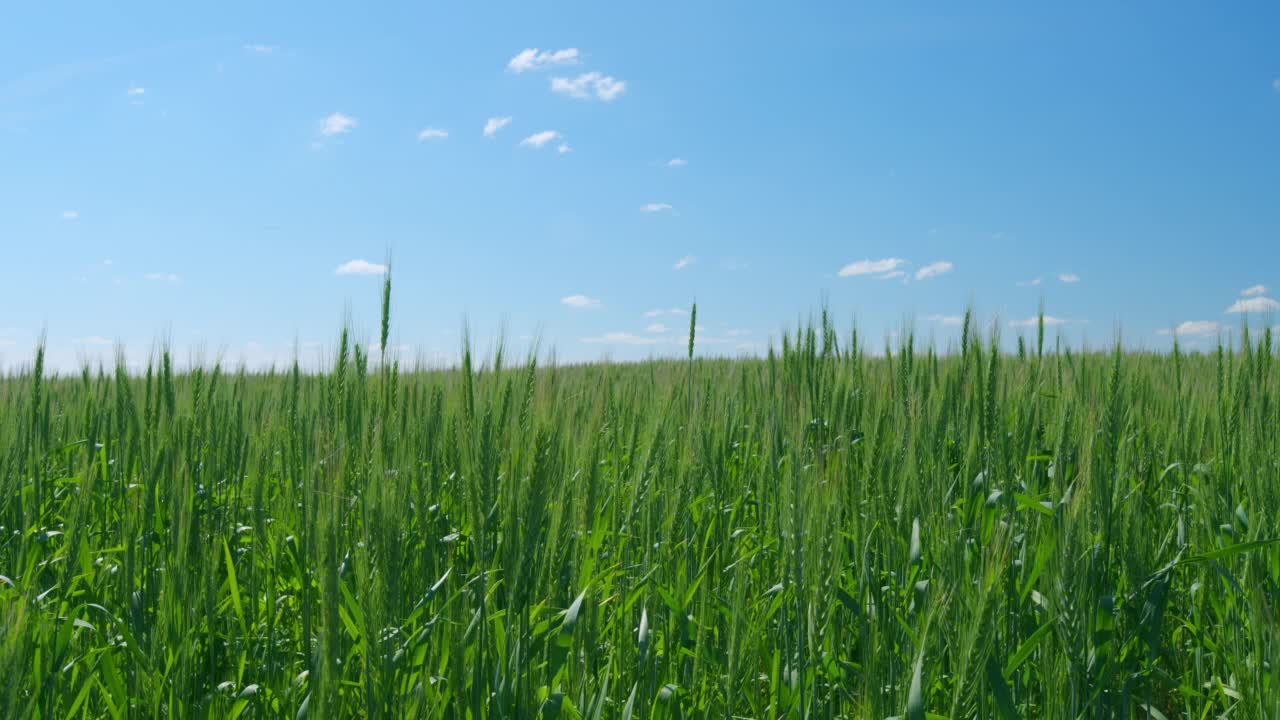 晴天轻风吹麦穗。麦田种植面包。农业产业。视频素材