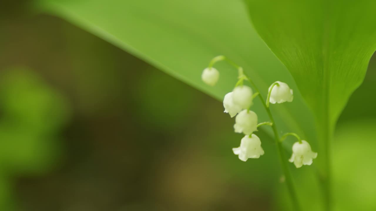 美丽的春花。五月铃花，五月百合花，铃兰花，麝香花。缓慢的运动。视频素材