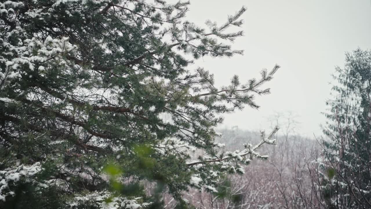 在下雪时，冷杉树枝被雪覆盖。视频素材