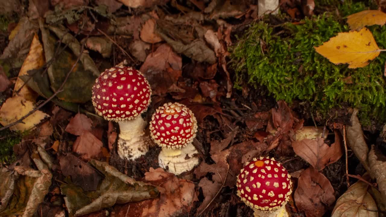 蝇木耳在森林中生长的时间变化视频素材