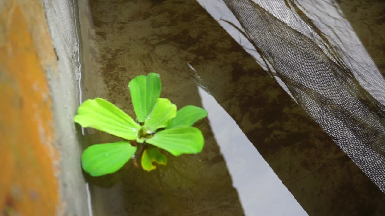 储存水族馆和水族馆设备中的鱼的镜头视频素材