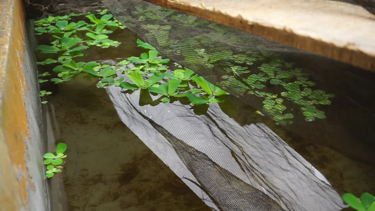 储存水族馆和水族馆设备中的鱼的镜头视频素材