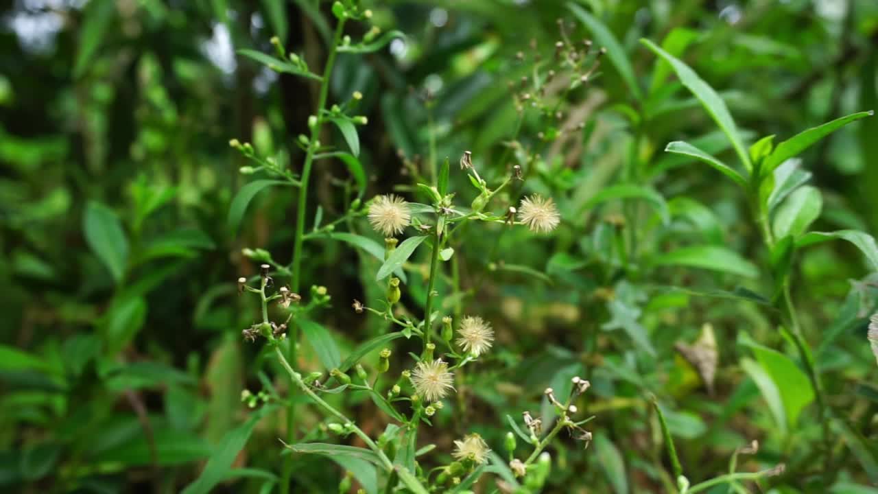 储存刚刚发芽的植物和花朵的片段视频素材