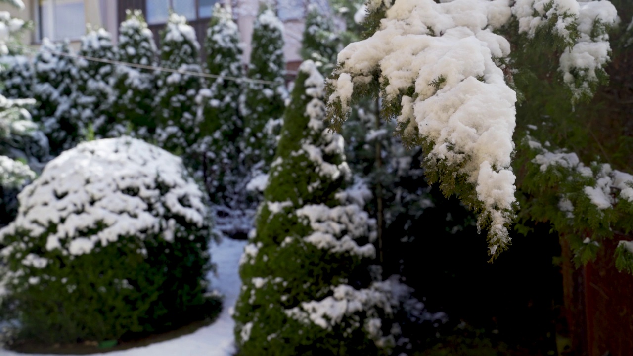 欧洲的树枝在冬天被雪和霜覆盖视频素材