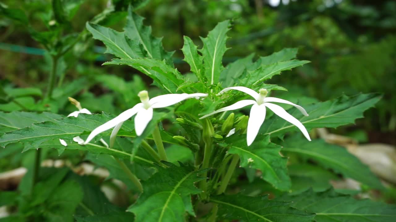 储存刚刚发芽的植物和花朵的片段视频素材