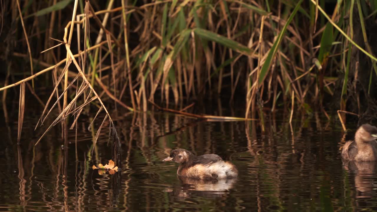 一只幼年的小白鹭(Tachybaptus ruficollis)，冬天的羽毛向你展示它的背部视频素材