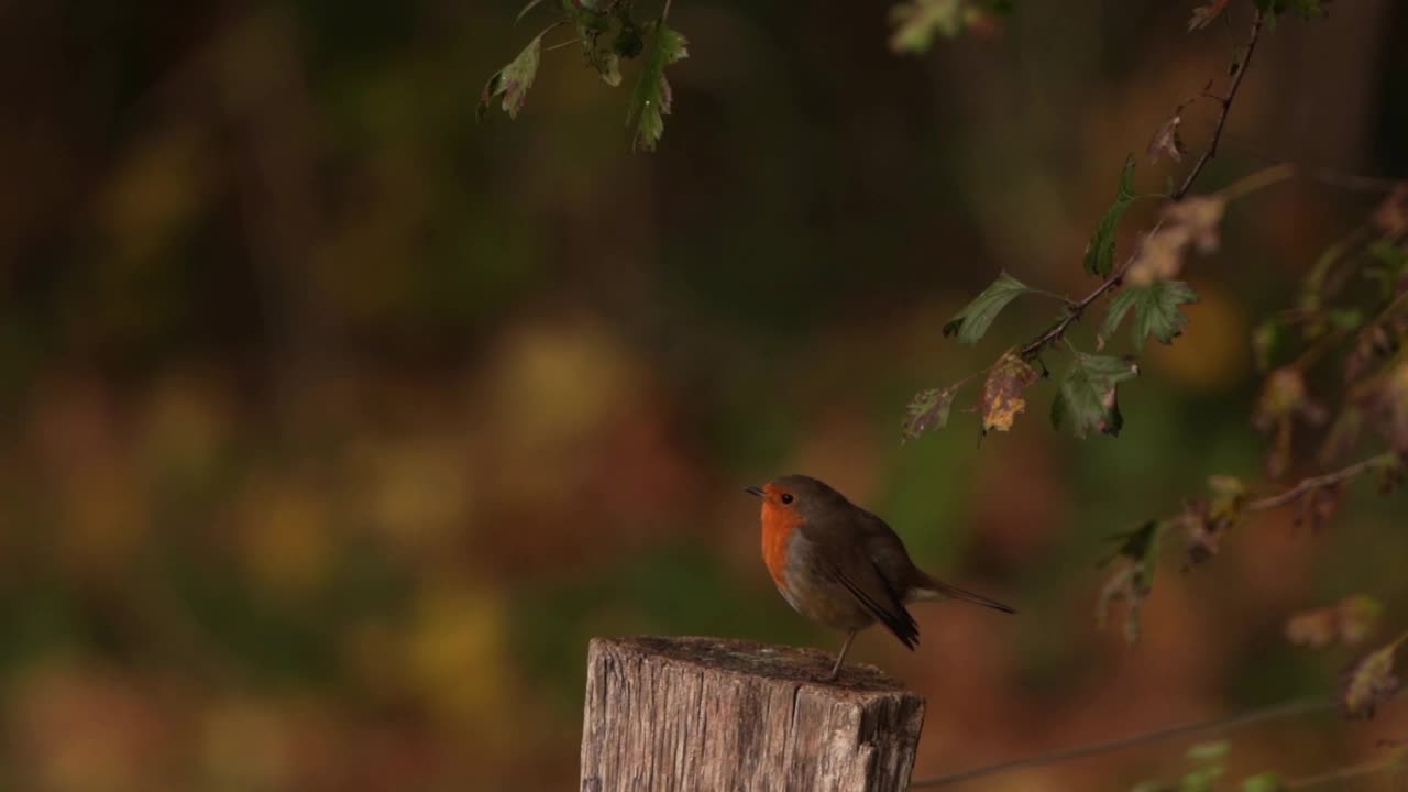 坐在木杆上的欧洲知更鸟(Erithacus rubecula)视频素材