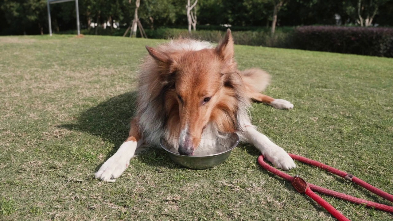 粗糙的牧羊犬躺在绿色的草地上，喝着碗里的水。4k慢镜头。视频素材