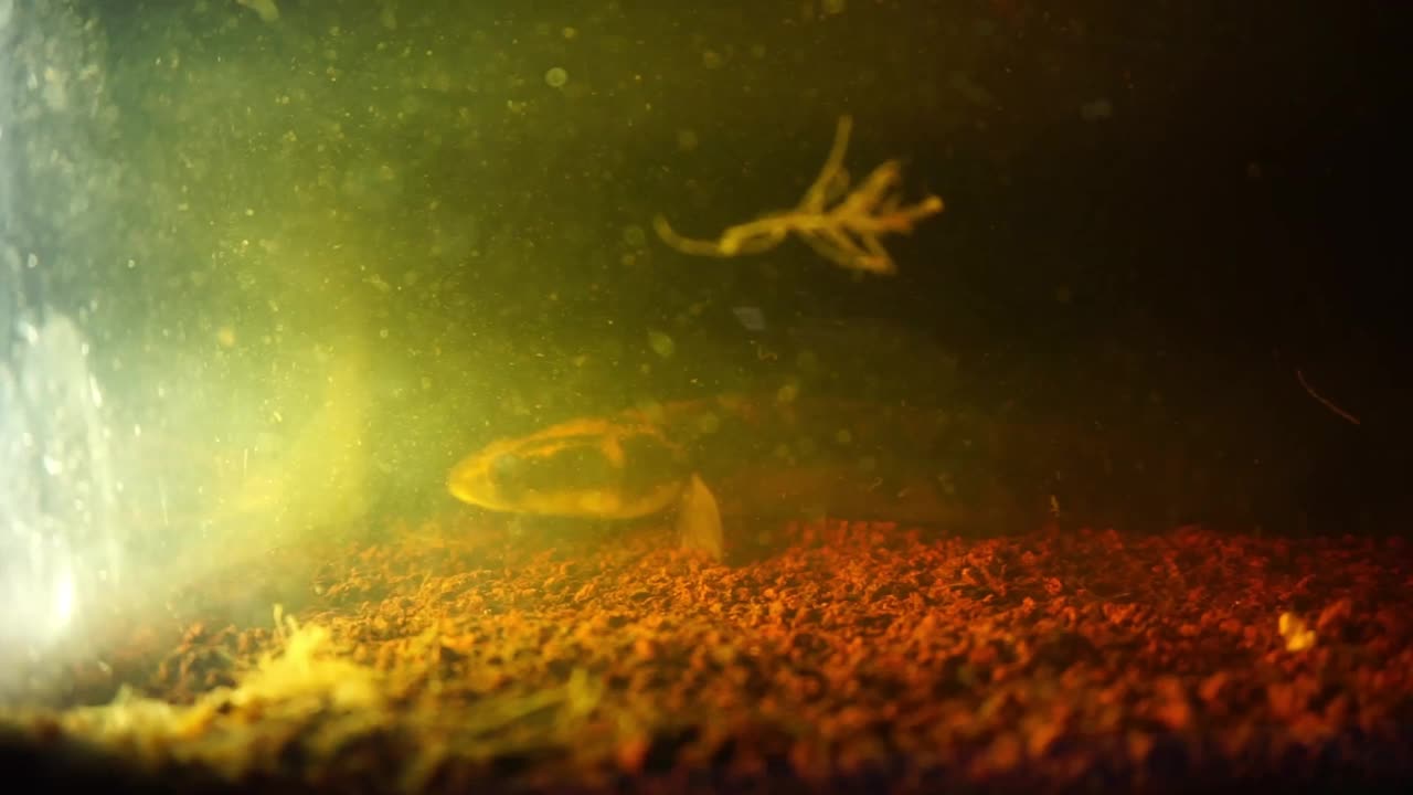 储存水族馆和水族馆设备中的鱼的镜头视频素材