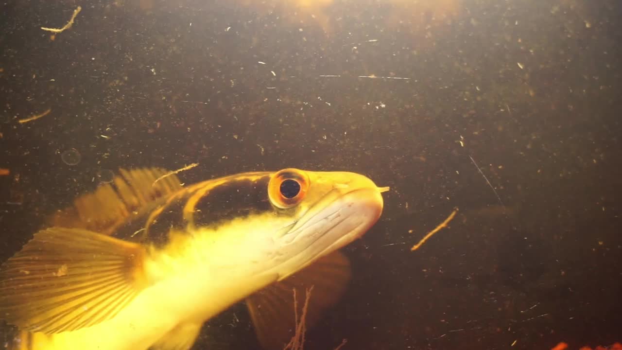 储存水族馆和水族馆设备中的鱼的镜头视频素材