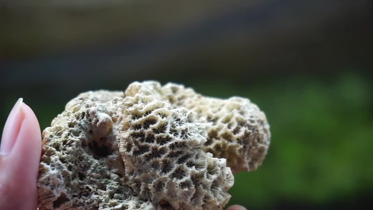 储存水族馆和水族馆设备中的鱼的镜头视频素材