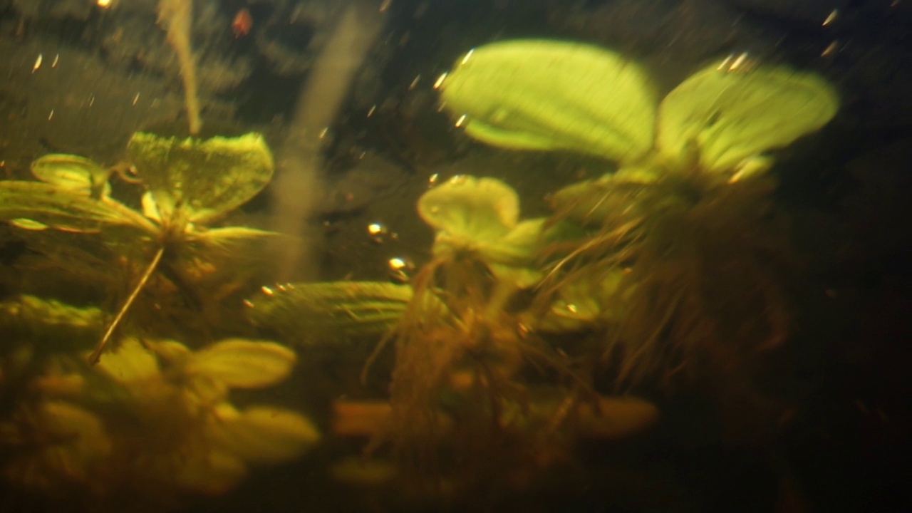 储存水族馆和水族馆设备中的鱼的镜头视频素材