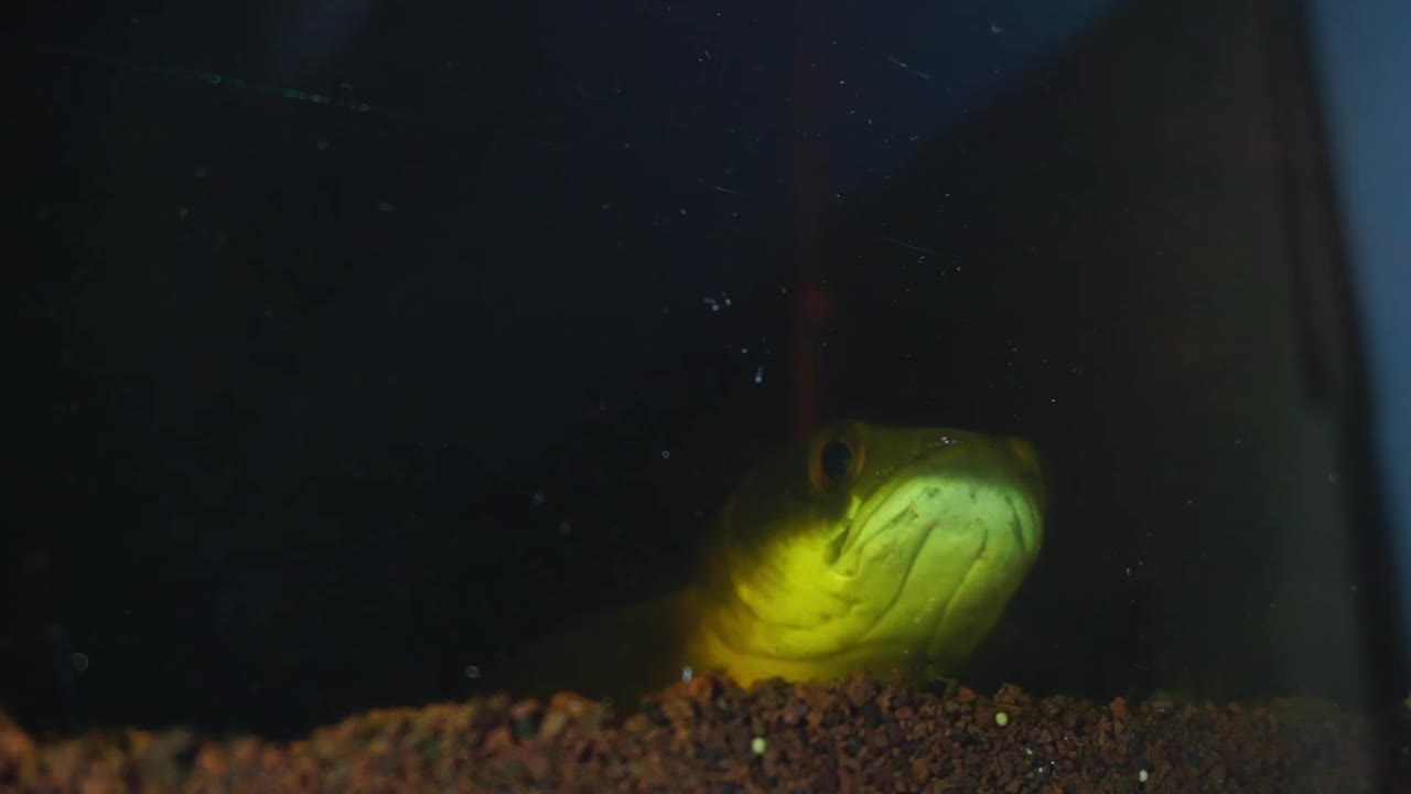 储存水族馆和水族馆设备中的鱼的镜头视频素材