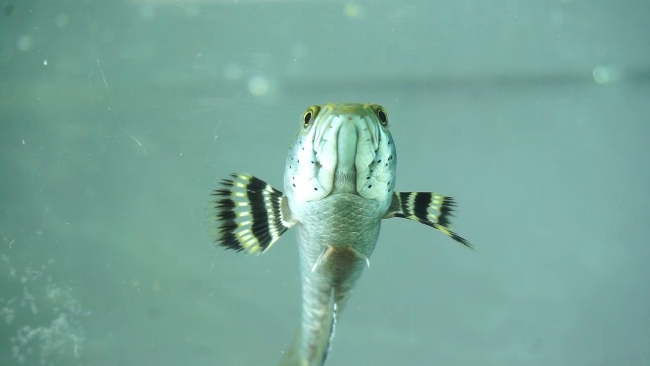 储存水族馆和水族馆设备中的鱼的镜头视频素材