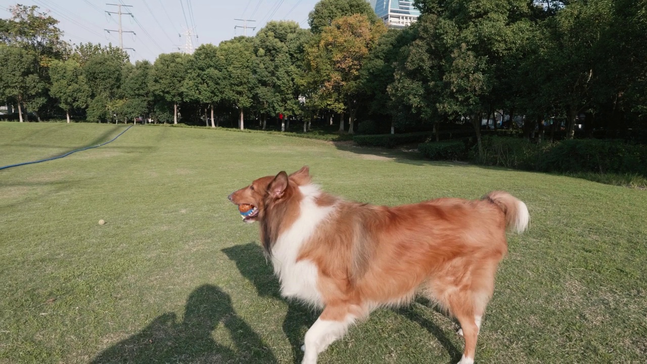 阳光灿烂的日子里，毛毛牧羊犬在绿茵场上跳着接球，狗狗和主人玩捡球游戏，4k慢镜头。视频素材