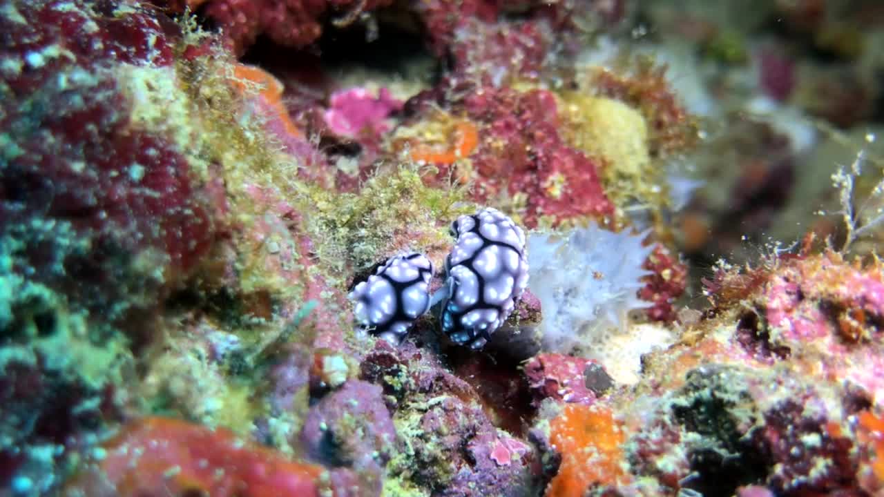 裸鳃亚目动物视频素材