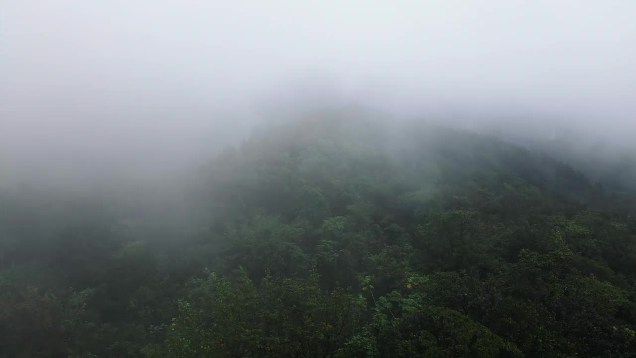 大雾中的森林视频素材