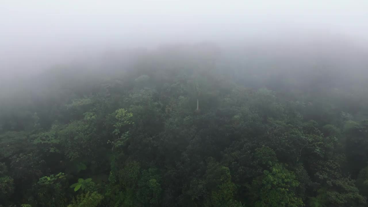 森林在雾中视频下载