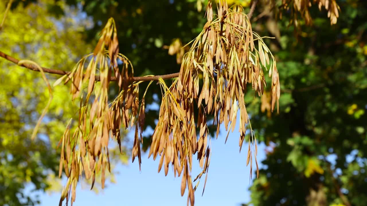 秋天的枫叶视频素材